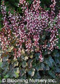 Heuchera 'Petite Pearl Fairy'